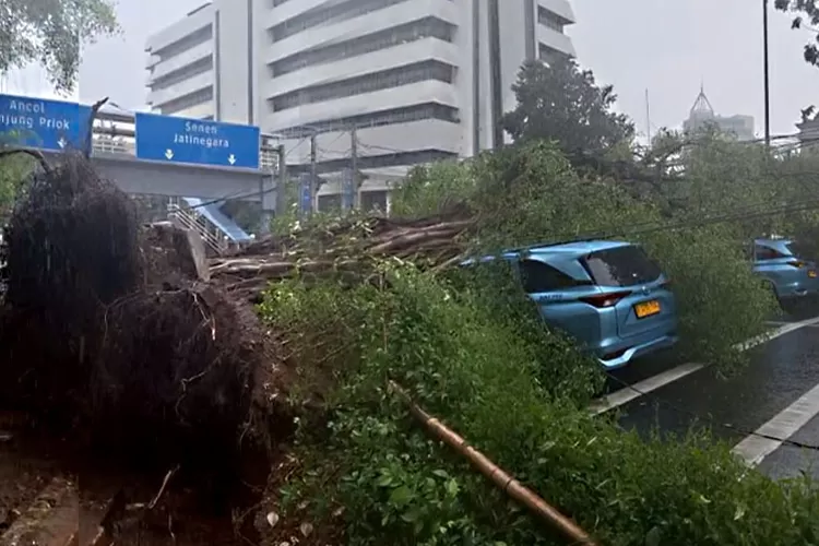 POHON TUMBANG DIJAKPUS